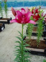 [1653 Fangio No02.JPG]